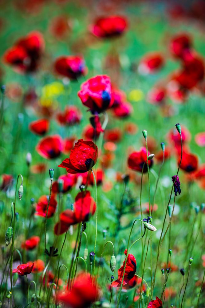 Red poppy flowers in field, vertical