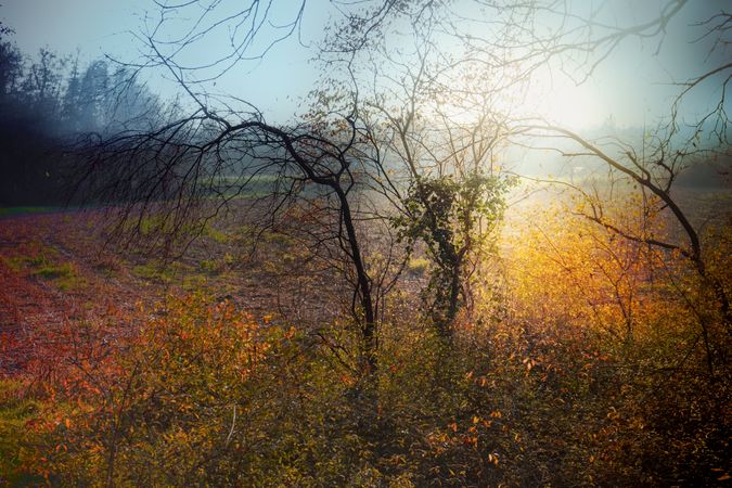 Thin trees in a hazy fall field