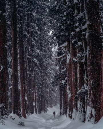 Person standing between trees in snow covered woods in Japan