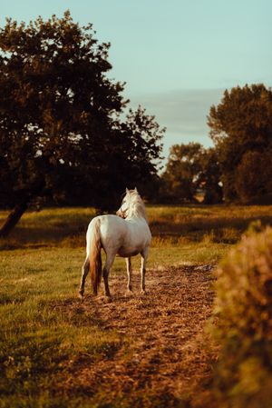 Horse grazing in meadow near tree