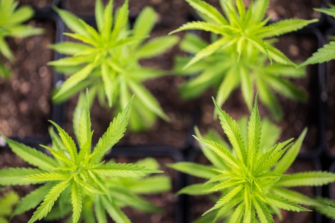 Cannabis plant leaves