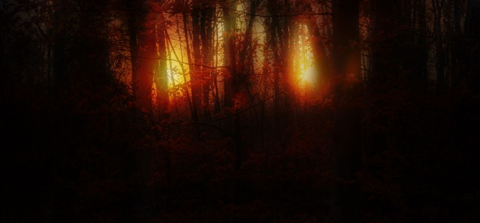 Hazy red forest banner