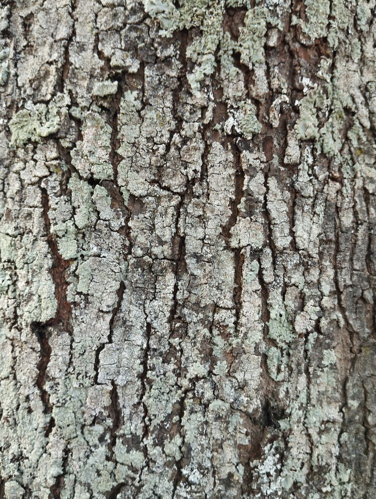 texture of the rough bark of a mahogany tree