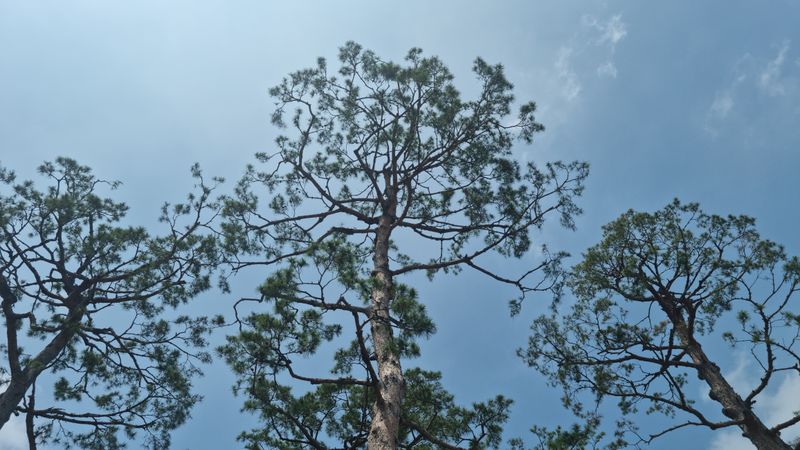 Trees and sky after the rain