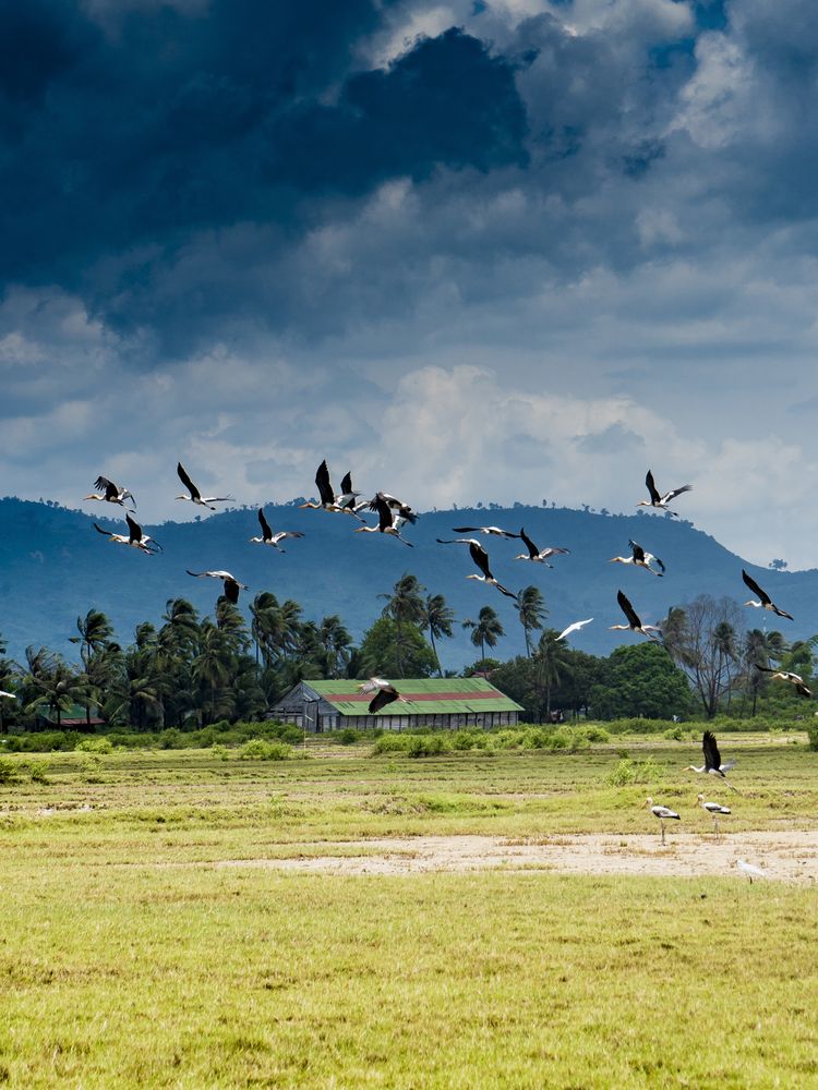 Flying flock of storks above tropical field