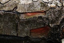 Old tree trunk with ragged bark