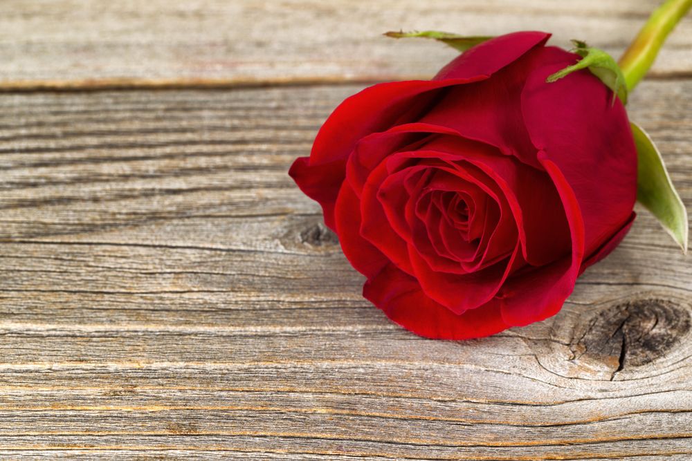 Single freshly cut red rose on aged wood