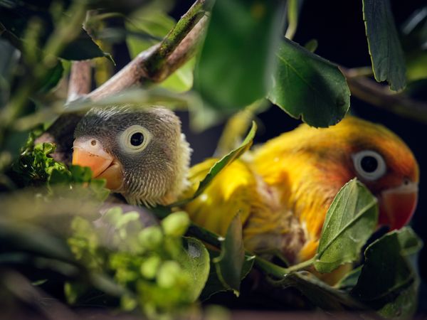 Vivid yellow lovebirds sitting on tree among green lush leaves