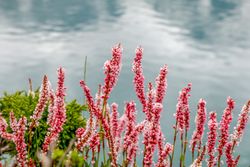 Beautiful pink flowers lining Katora Lake