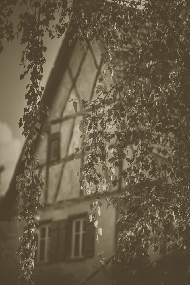 Birch leaves with house in background