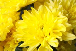 Beautiful yellow chrysanthemum on whole background, close up
