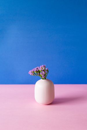Violet sea lavender flowers in a pink and blue background