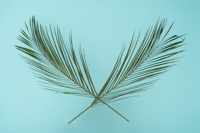 Tropical green leaves on baby blue background