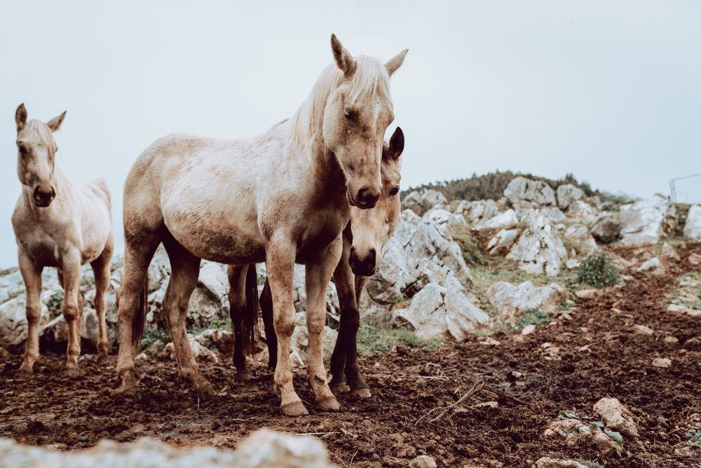 Horses pasturing on meadow