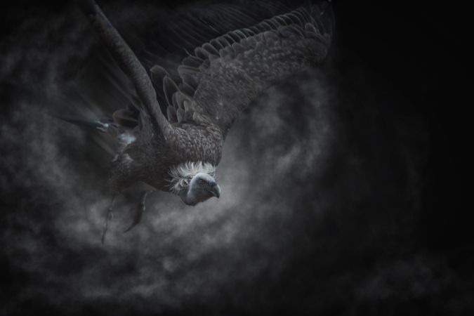 Watchful feathery grey eagle