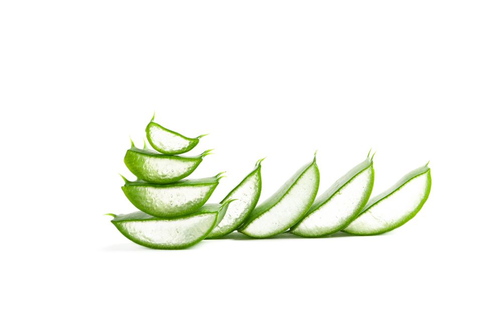 Aloe vera slices isolated on studio background. Herbal medicine