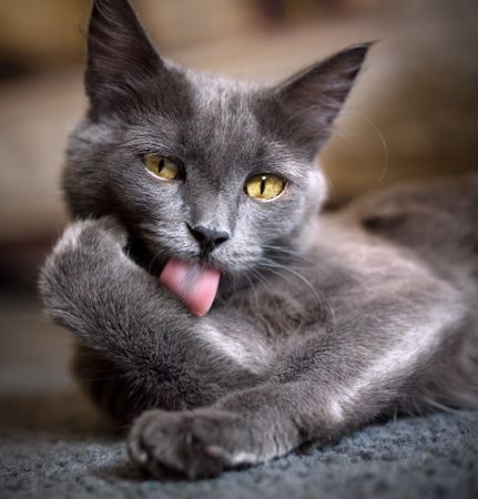 Russian blue cat lying on ground licking its hand