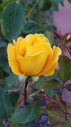Yellow rose, close up