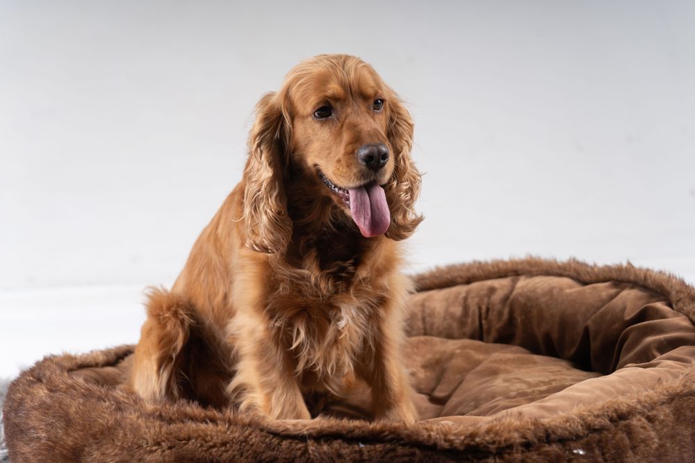 Cute brown cocker spaniel on pet bed
