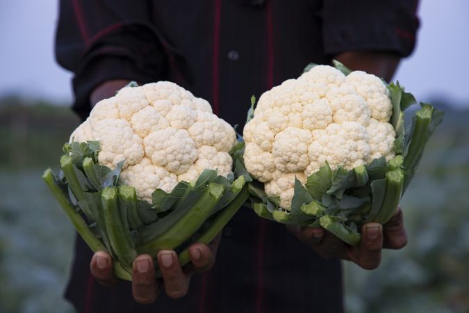 Farmer hand holding Fresh organic Tow Cauliflower with the blurry background