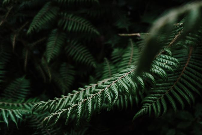 Natural pattern with fern leaves