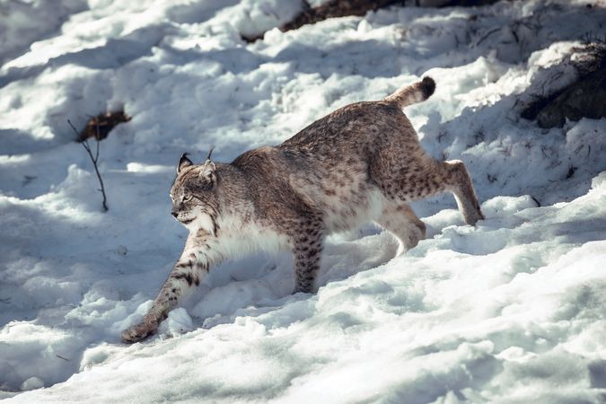 Lynx on hill near stones and snow