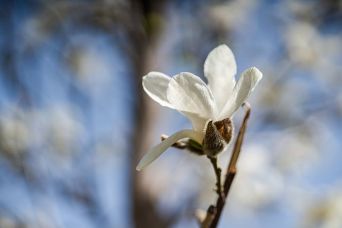 Blooming Anise Magnolia tree