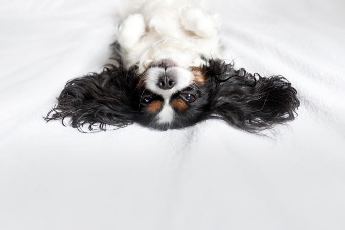 Cavalier spaniel lying on its back on bed