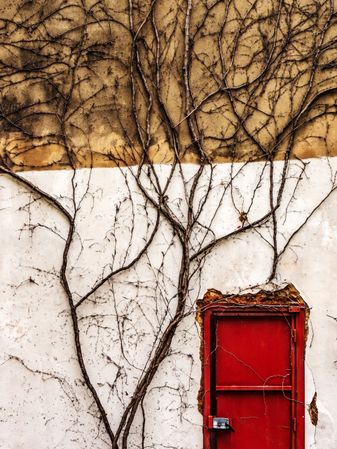 Minimalism. A bright red lonely door on a large old wall covered with ivy.