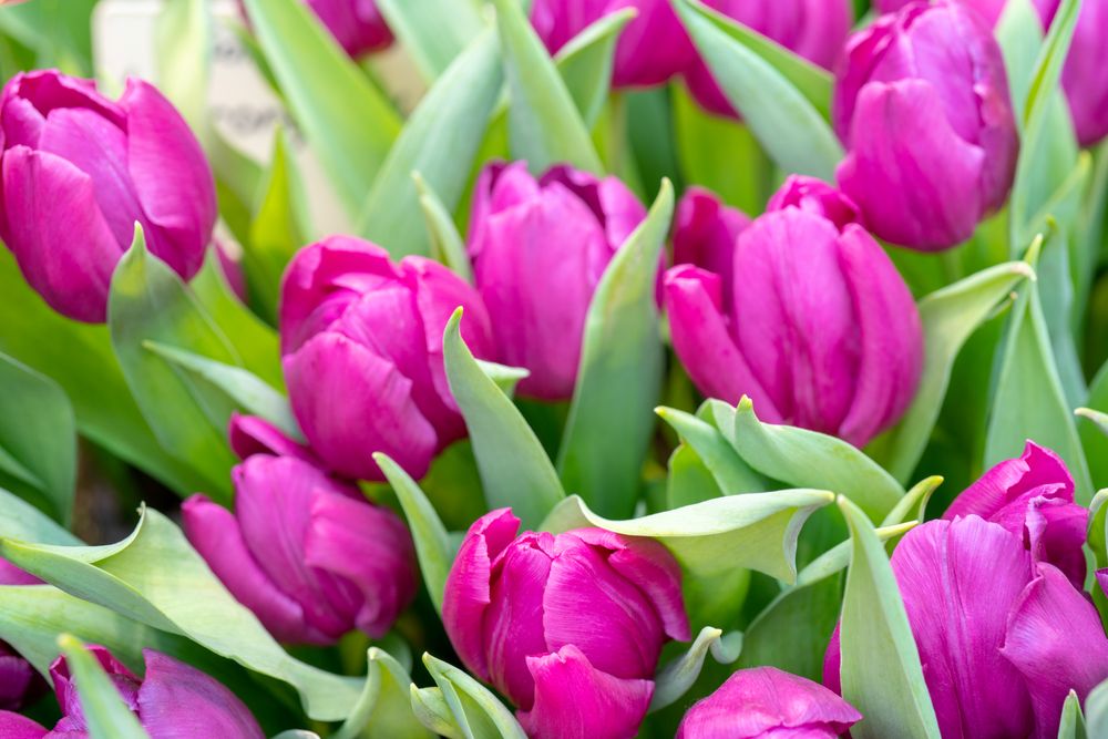 Purple lady tulip