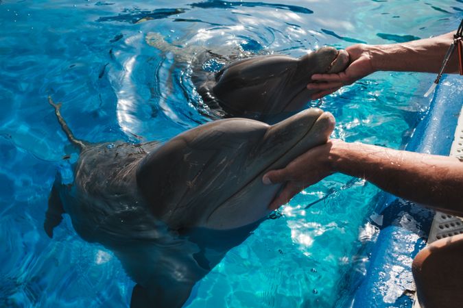 Man stroking adorable dolphins near pool