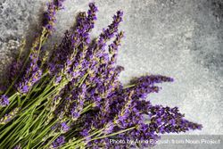 Fresh lavender flowers on grey counter 5oDEYg