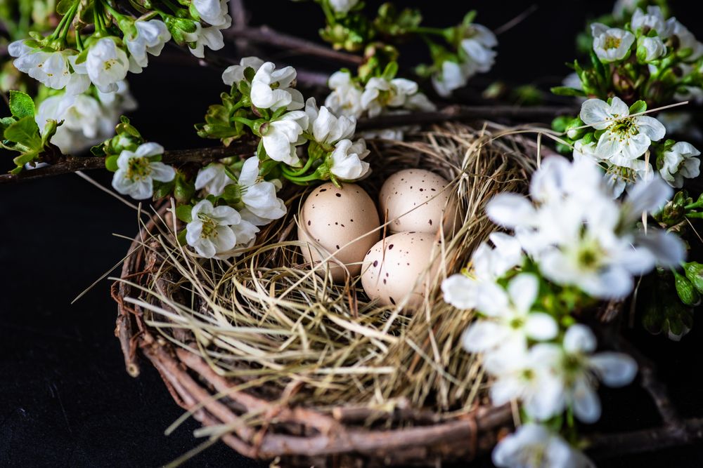 Easter card concept of small spotted eggs in nest