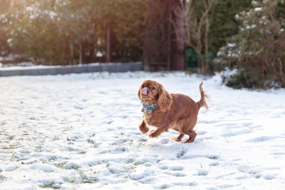 Cavalier spaniel puppy running in the snow outside