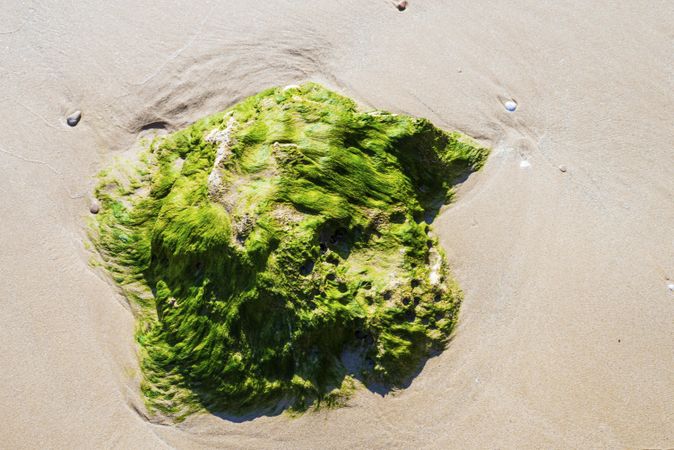 Green moss formation on sand