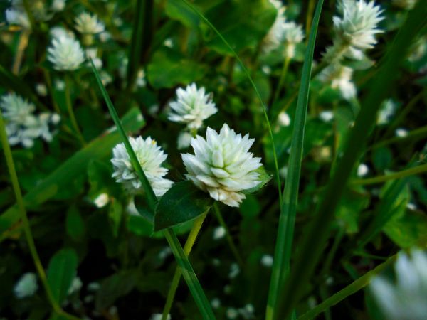 Alternanthera philoxeroides