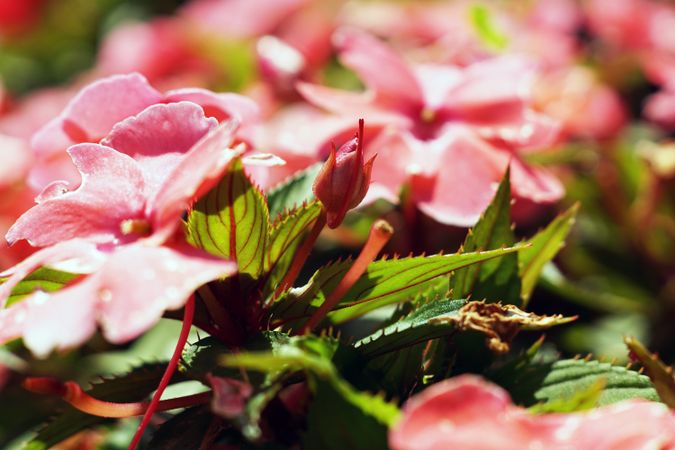 Bright red flowers on green bush in garden