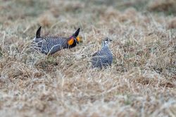 2 Male Prairie Chickens during an aggressive encounter on the booming grounds at Hamden Slough National Wildlife Refuge in Hamden Township, Minnesota