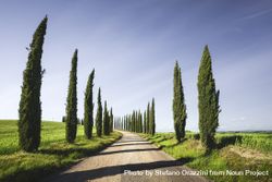 Cypress Trees and gravel road in Tuscany, Italy 4ALYQ5