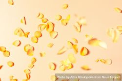 Yellow rose petals scattered on yellow backdrop 4NoWeb