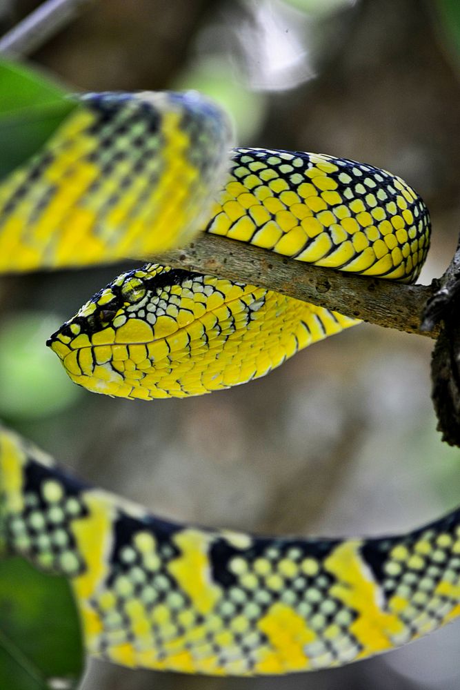 Yellow snake