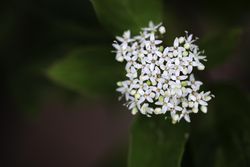 Red Osier Dogwood in McGregor, Minnesota