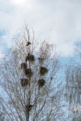 Bird perched on tree with nests