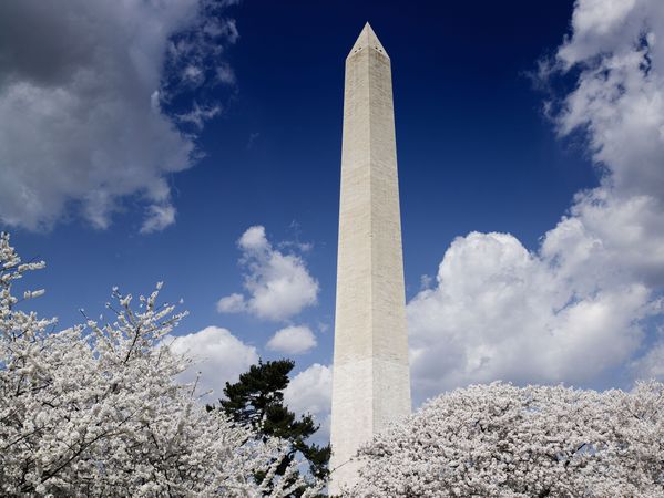 Washington Monument and cherry trees, Washington, D.C