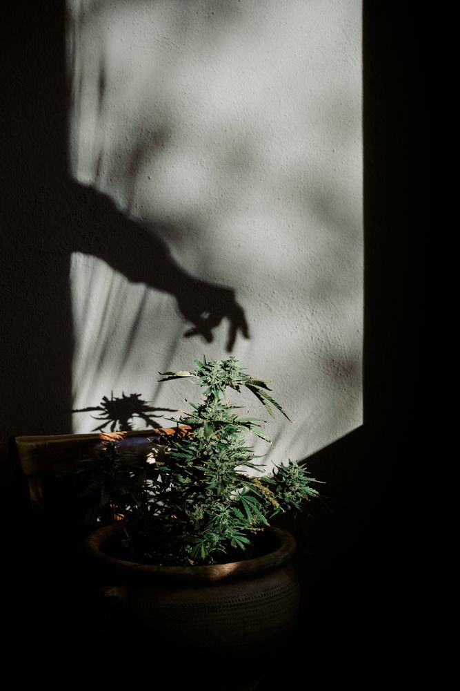 silhouette of a hand clutching a marijuana bud on a gray background.