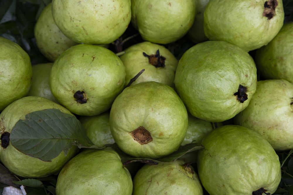 Fresh Green Guava fruits Displayed for sale in the Market of Bangladesh