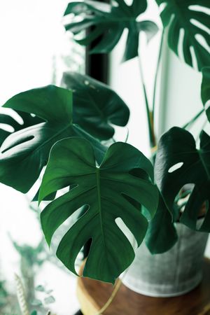 Interior plant