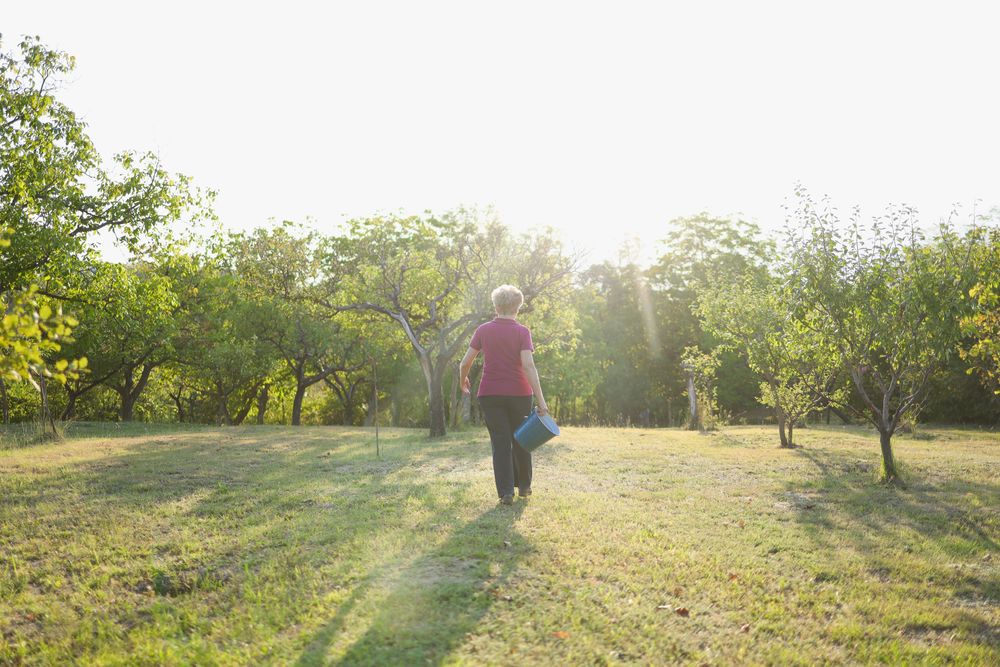 Mature Woman Walking Through Orchard with on a Sunny Day