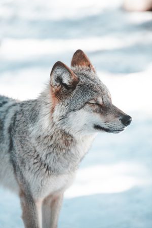 Wolf on snow field