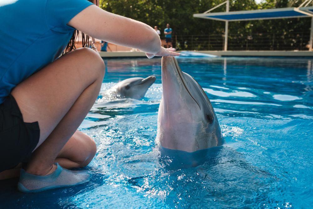 Crop woman touching dolphin in swimming pool